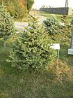 Closeup of memorial trees at the Tsitsernakaberd