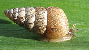 Cochlicella barbara