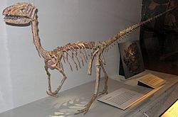 Coelophysis (1).jpg