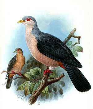 ColumbaMadaKeulemans