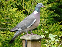 Columba palumbus -garden post-8