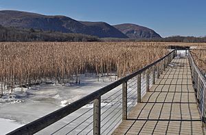 Constitution Marsh boardwalk winter