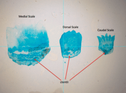 Ctenoid Perch Scales