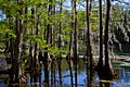 Cypress Trees in Greenfield Lake