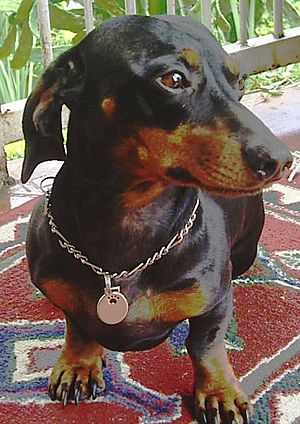 Dachshund oliver 461x652