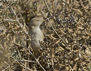 Desert warbler at Kutch