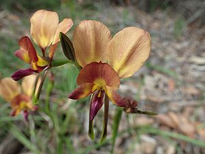 Diuris jonesii.jpg