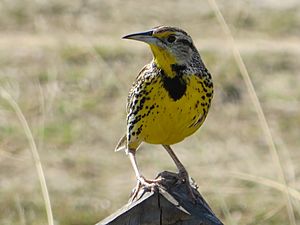 Eastern meadowlark cuba