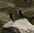 Ebony Jewelwing, male and female