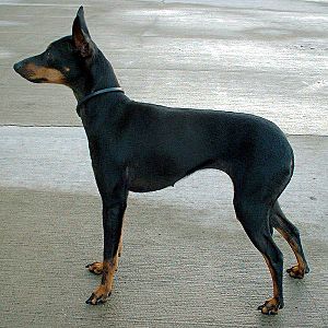 English Toy Terrier 600 01.jpg