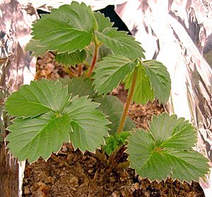 Fragaria vescana.jpg