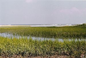 HHI Tide