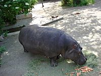 Hippopotamus