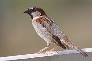 House Sparrow mar08.jpg