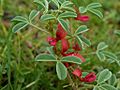 Indigofera trifoliata mitubakmtng03