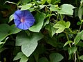 Ipomoea indica (14540443083)