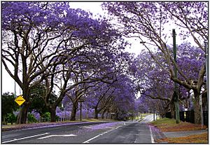 Jacaranda trees in bloom, Ipswich