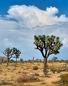 Joshua trees