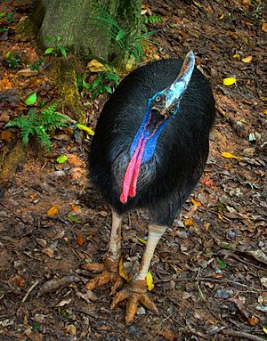 Jurong Southern Cassowary.jpg