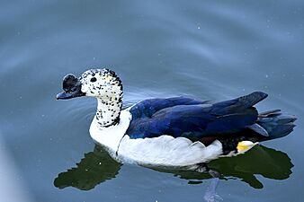 Knob-billed Duck AaMSM9151