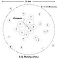 Lek-diagram