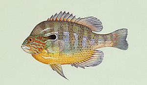 Lepomis megalotis2.jpg