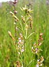 Lespedeza leptostachya.jpg