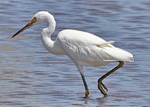 Little Egret foot