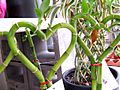 Lucky Bamboo Hearts