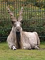 Markhor