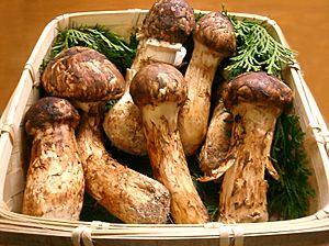 Matsutake.jpg