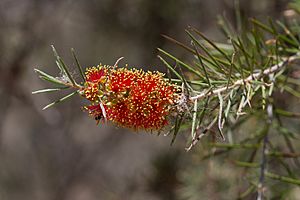 Melaleuca brachyandra.jpg