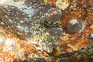 Moma (Coryphoblennius galerita), Setúbal, Portugal, 2020-08-01, DD 05