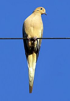 Mourning Dove -sky-2-4c