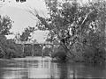 Murray River (Pinjarra Bridge)