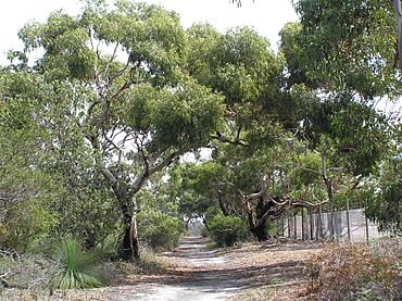 OGNR walking track.jpg