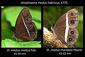 Orsotriaena medus medus, Orsotriaena medus mandata comparison