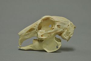 Oryctolagus cuniculus 01 MWNH 395