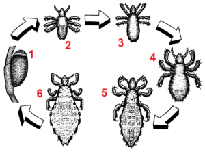 Pediculus humanus development numberedblackwhite