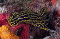 Regal Sea Goddess Nudibranch