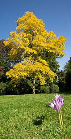 Robinia pseudoacacia 'Frisia'