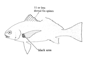 Roncador stearnsii mspc105