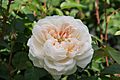 Rosa 'Glamis Castle'