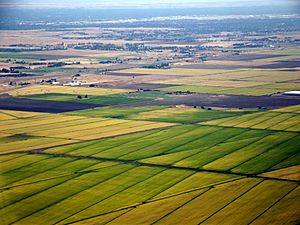 Sacramento rice fields