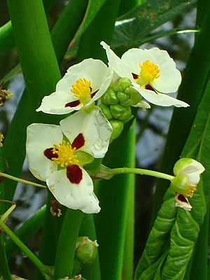 Sagittaria montevidensis.JPG