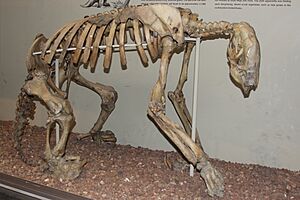 Shasta ground sloth front.jpg