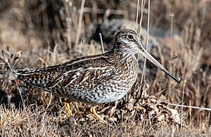 Solitary Snipe