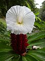 Starr 030807-0069 Costus speciosus