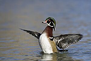 The deployed wings wood duck