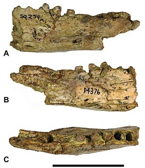 Thylacinus megiriani.jpg